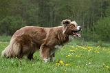 BORDER COLLIE 993